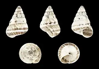 Cochlicella barbara (Stocky form)