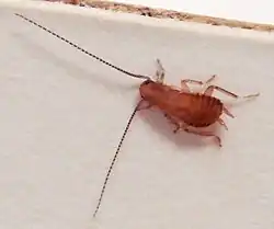 3&nbsp;millimeter cockroach nymph