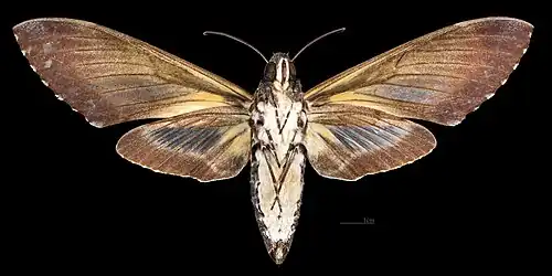 Female ventral