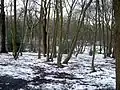Coldfall Wood