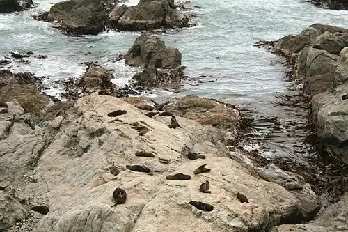 A seal colony on the Kaikōura peninsula