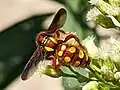 Colpa octomaculata xantiana female