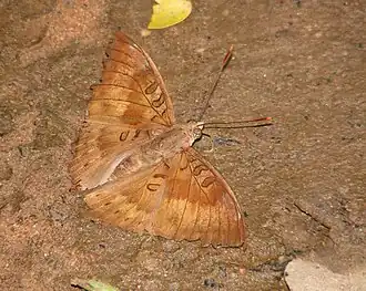 Male