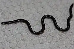 Image 13Common Blind Snake (Ramphotyphlops braminus) (from List of snakes of South Asia)