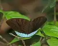 At Jayanti