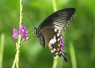 Ventral view (female, form stichius)