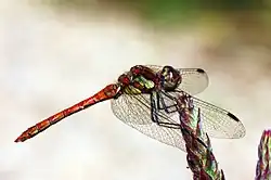 immature male