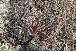 A budding specimen