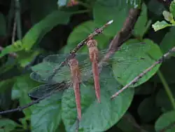 Females without white patches in wings