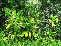Habit