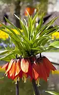 Fritillaria imperialis in botanic garden, Germany