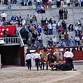 The dead bull is dragged away from the arena.