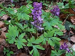 Corydalis cava