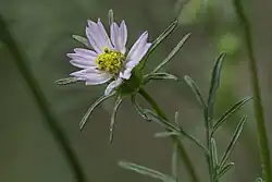 Cosmos parviflorus in Colorado
