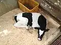 Young cow at the pasture