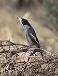 Cracticus torquatus singing