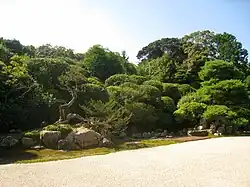 Shrubs cut in round shapes beyond raked gravel and large stones.