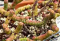 Crassula rupestris ssp. marnieriana - University of California Botanical Garden, Berkeley, California."