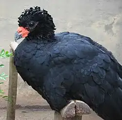 Adult male red-billed curassow (C. blumenbachii) Note crimson cere and lack of pronounced bill knob