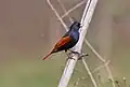 In Maharashtra
