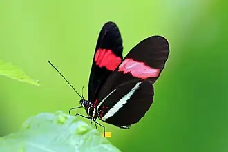 H. e. demophoon Panama