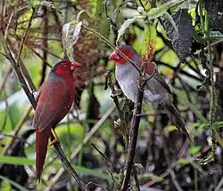 Breeding Pair