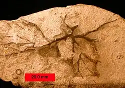 Root-like crinoid holdfast from the Upper Ordovician, southern Ohio