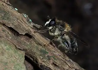 Criorhina pachymera