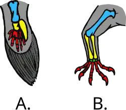 Fin and limb