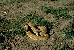 Prairie rattlesnake (Crotalus viridis)
