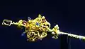 Royal sceptre of Bohemia