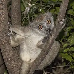 Female