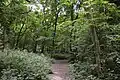 Crowsheath Wood