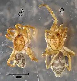 Cubanops terueli Sánchez-Ruiz et al., male and female