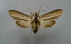 Shargacucullia scrophulariae