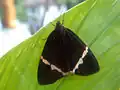 Upperside