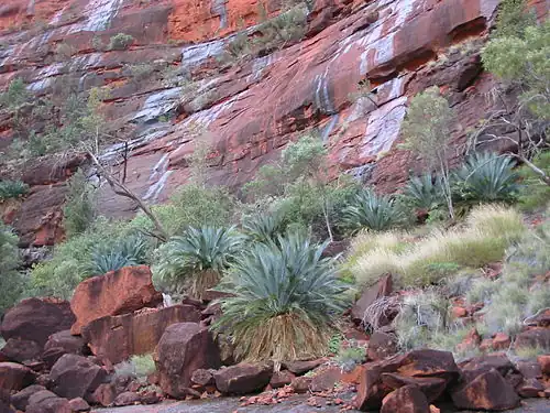 MacDonnell Ranges cycad (M. macdonnellii) in Cycad Gorge, Finke Gorge National Park, NT