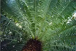 Rosette of pinnate leaves around a cylindrical trunk