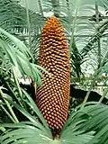 Pollen cone