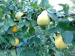 Foliage and ripening fruit