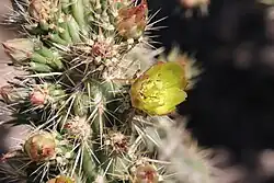 The flower and buds