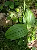 Leaves
