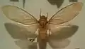 Female specimen, Kanagawa Museum