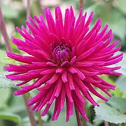 Dahlia "Hillcrest Royal"