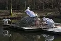 Dalmatian pelican (Pelecanus crispus) in Zooparc de Trégomeur, 2025
