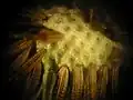 A microscopic view of a dandelion "clock" showing the receptacle and the cypselas.