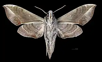 Female ventral