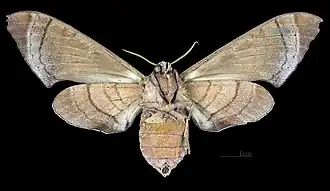 Female ventral view
