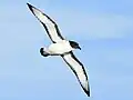 D. c. capense in flight, underwing pattern; off Cape of Good Hope