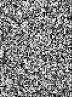 animation of random patches evolving into image of Charles Darwin